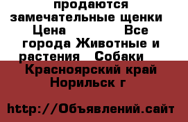 продаются замечательные щенки › Цена ­ 10 000 - Все города Животные и растения » Собаки   . Красноярский край,Норильск г.